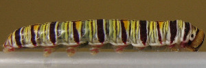 Larvae